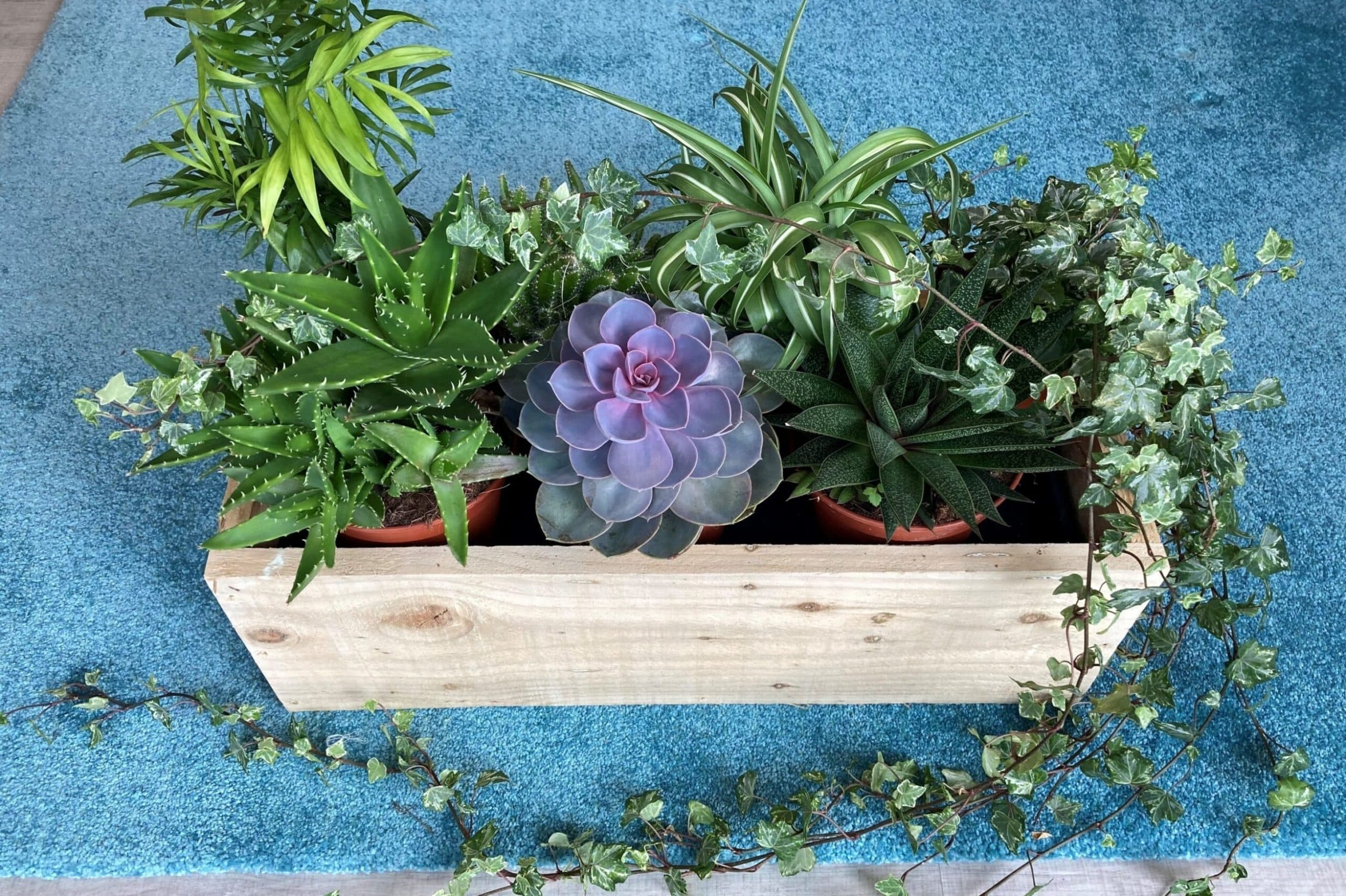 Plants in a wooden holder