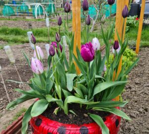 Tulip flowers