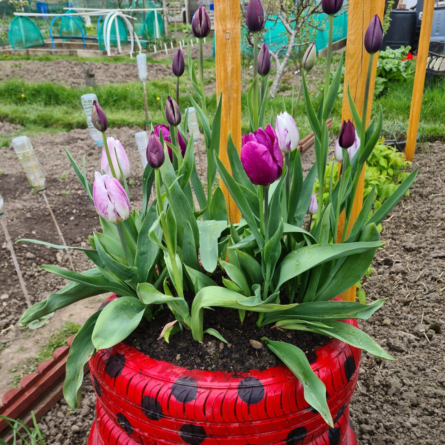 Homegrown flowers