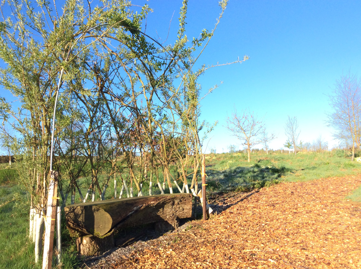 Woodland Burial, bench, counrtyside