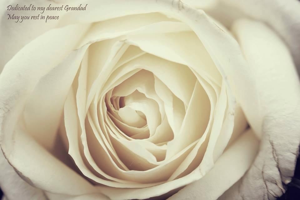 White Rose Tribute by Gemma Wood